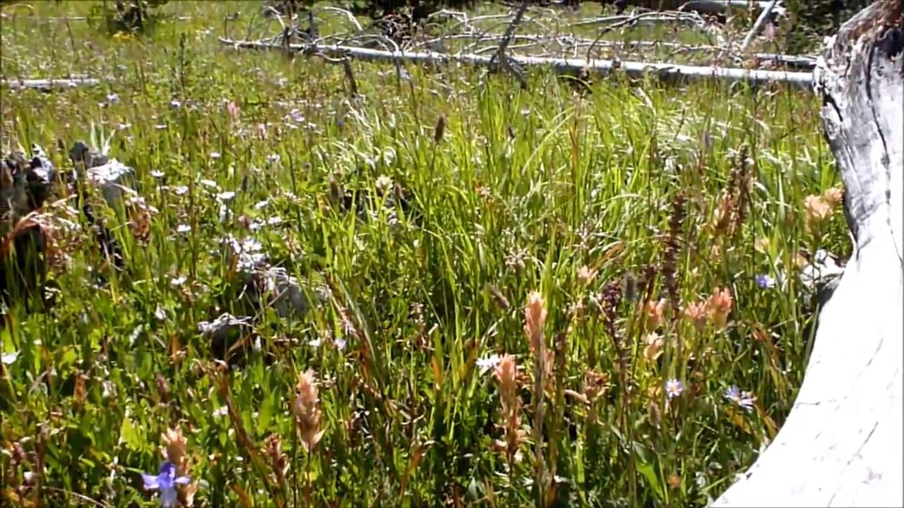 Cascade Lake Yellowstone National Park Easy Day Hike