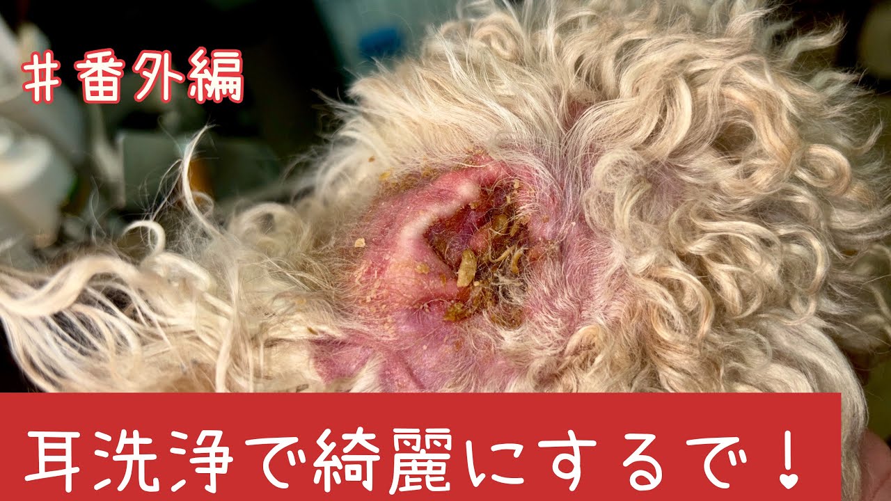 【トリマー】♯番外編　耳の洗浄をするよ【犬の美容】