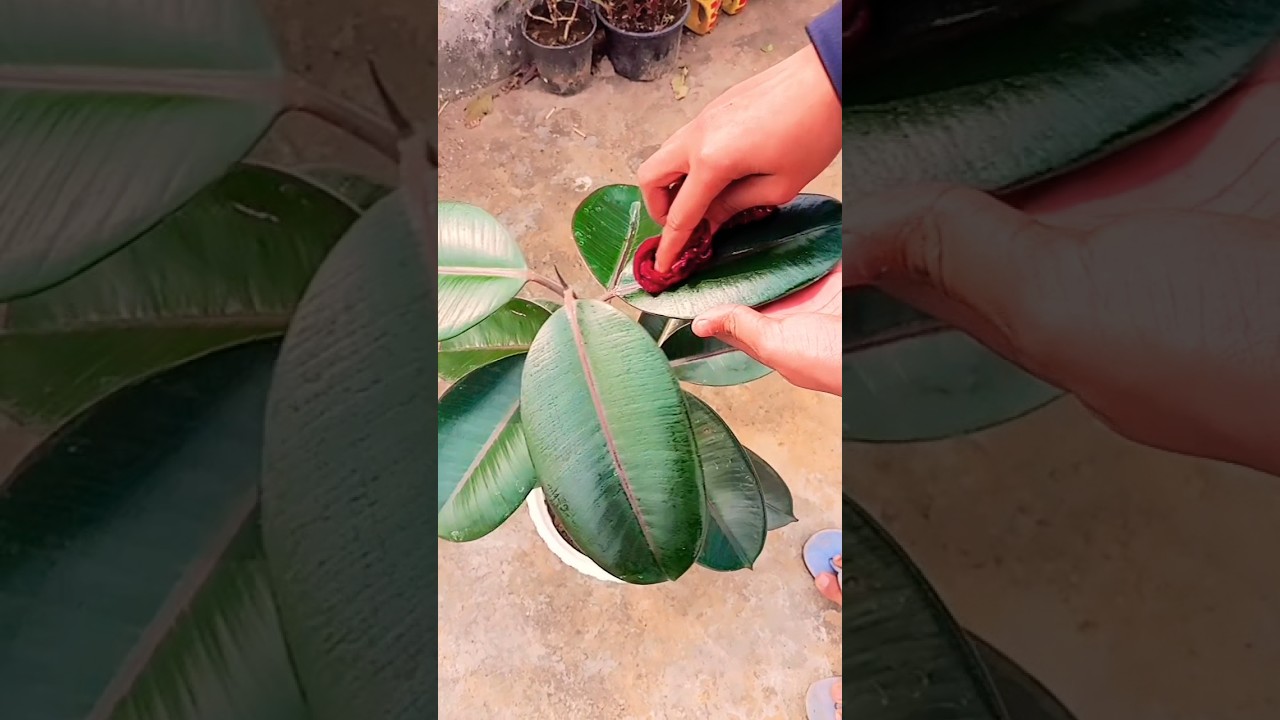 3 Best indoor plants for home🏡!! 