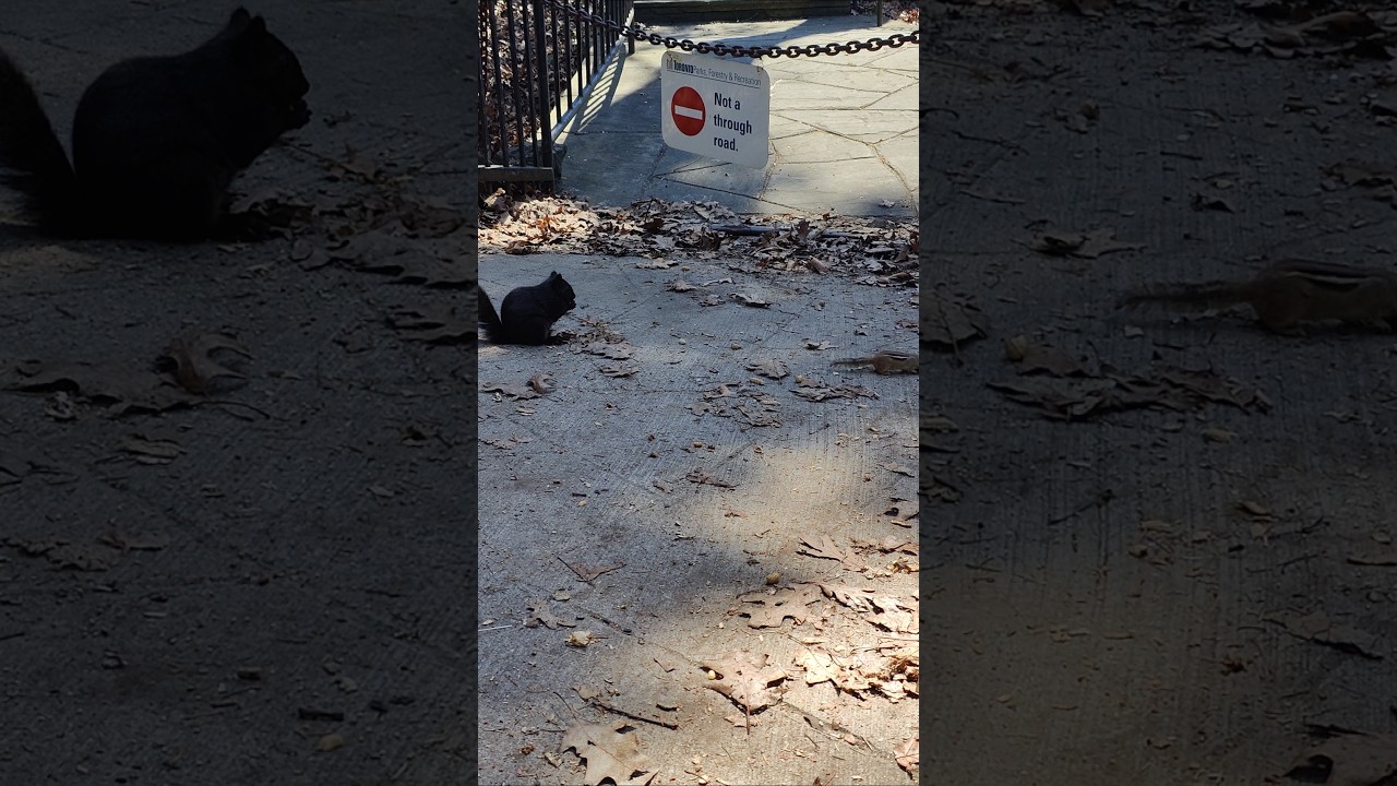 Squirrel and chipmunk are out looking for food toronto canada 2026