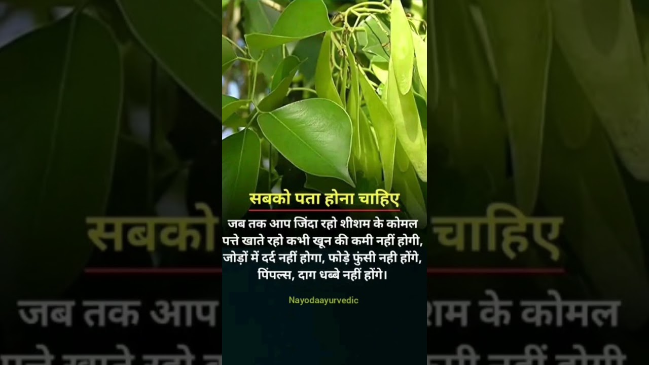 🌿 शीशम के पत्तों के आयुर्वेदिक फायदे 🌿आयुर्वेदिक लाभ (Shisham Leaves Benefits) #ayurveda #nayoda