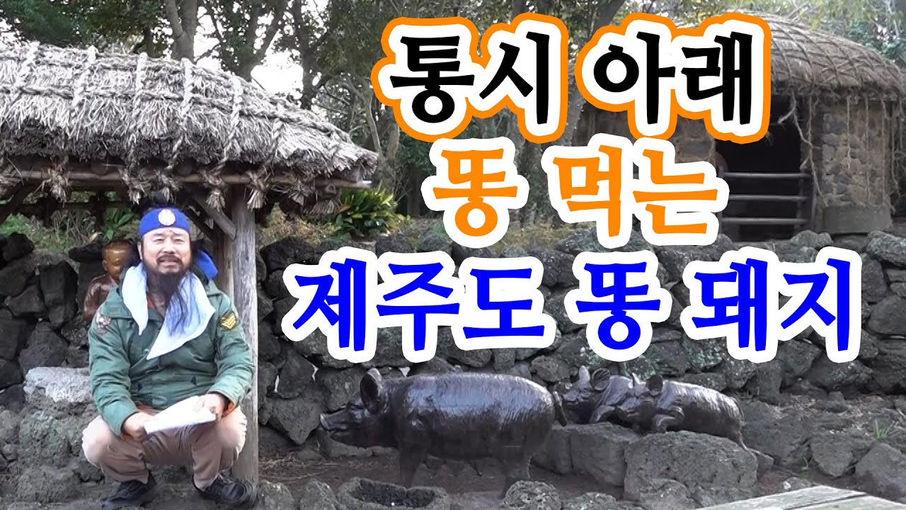 [유교약사생불사 1026강] 통시 아래 똥 먹는 제주도 똥 돼지.