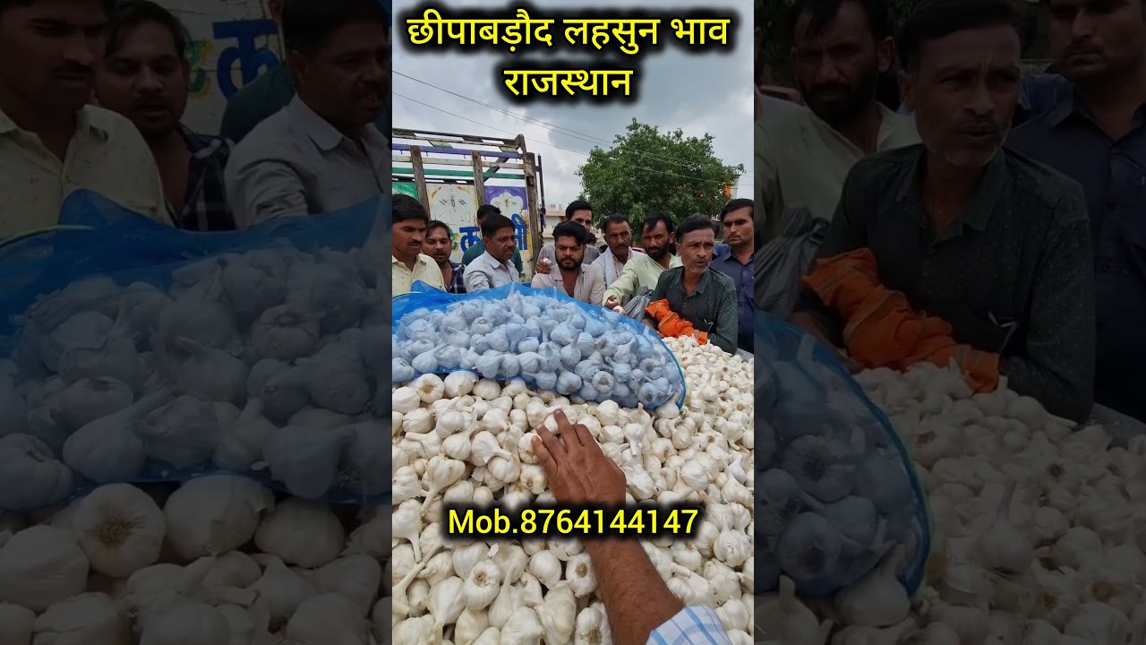 Aaj ka lahsun ka bhav। #Garlic #lahsunkabhav #garlicratetoday #mandi bhav । garlic price