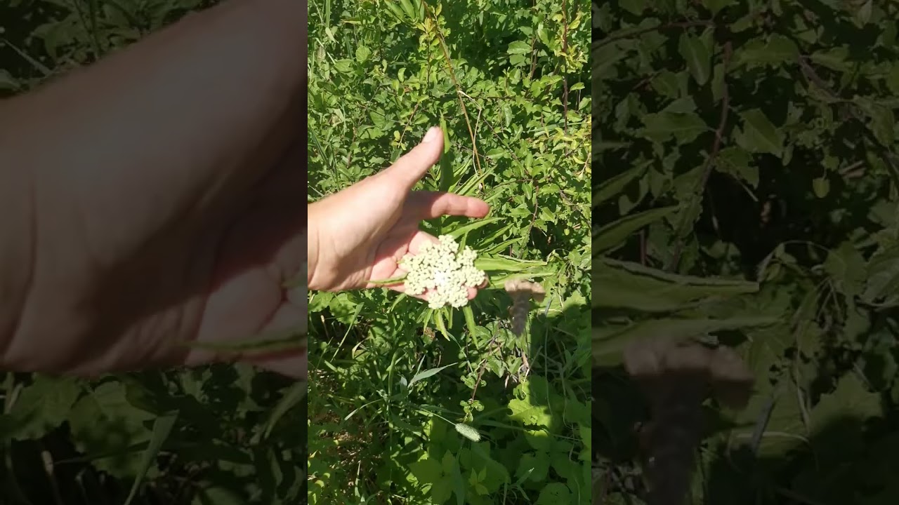 Sambucus Nigra's  look-alike ( Sambucus Ebulus)