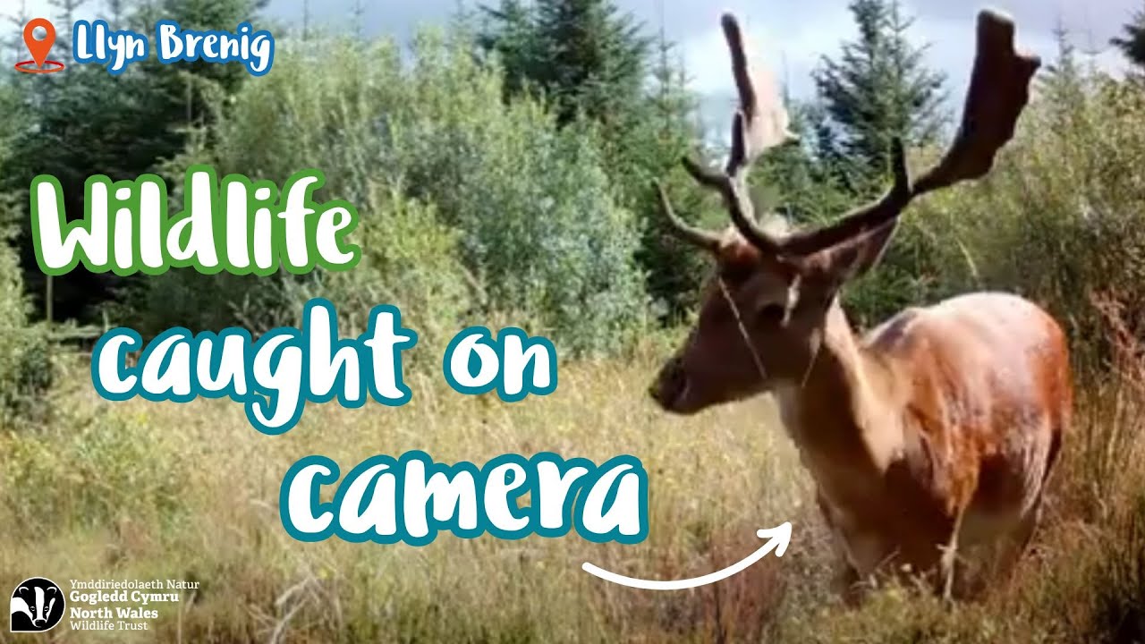 Wildife caught on trail cams around Llyn Brenig