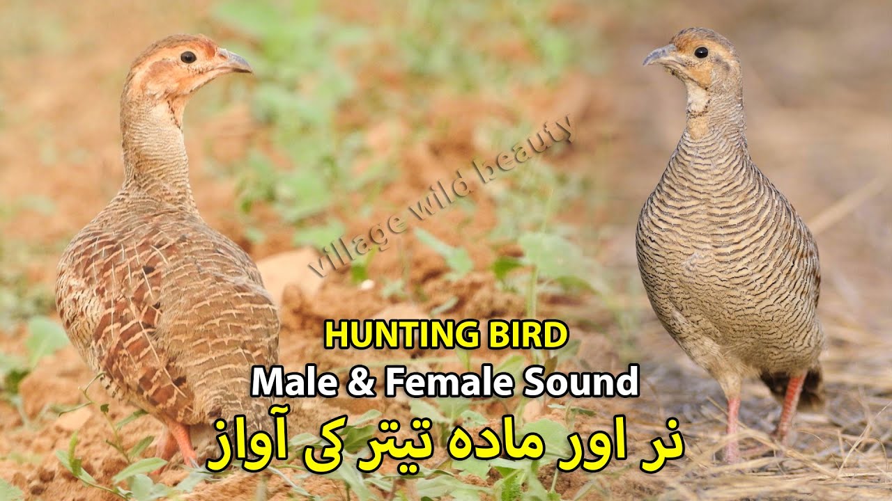 Hunting Bird Sound | Male & Female Francolin Sound | Teetar Madi ki Awaz | Teetar ka Shikar