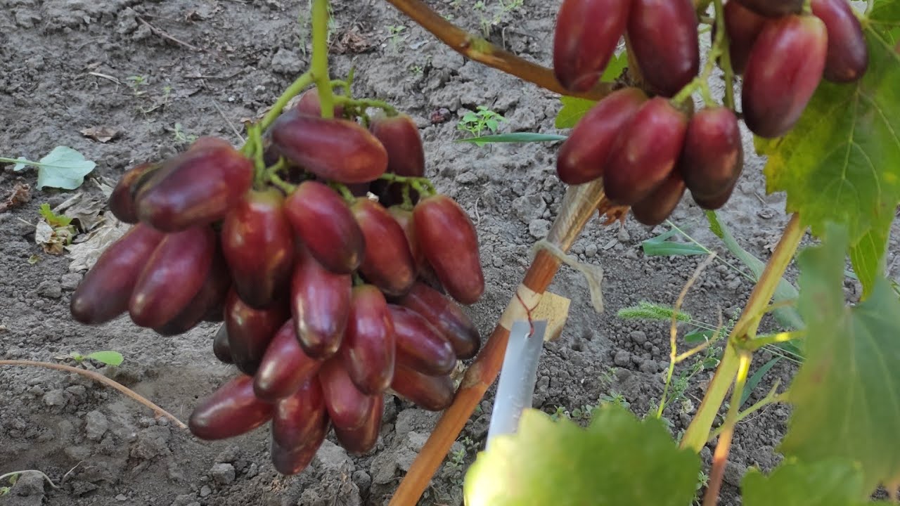 Нові гібридні форми.Смачні та гарні.НА 25.092025