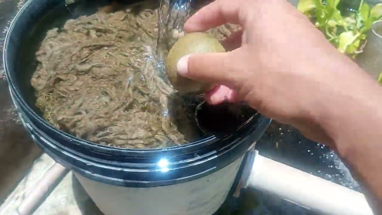 Meu filtro está entupido, veja a importância do ladrão/ vertedouro de segurança. #tilapia 