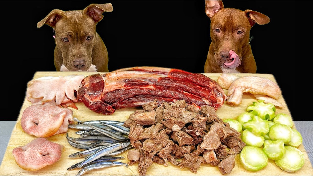 Pitbull Raw Feeding ASMR | Best Dog Eating Sounds
