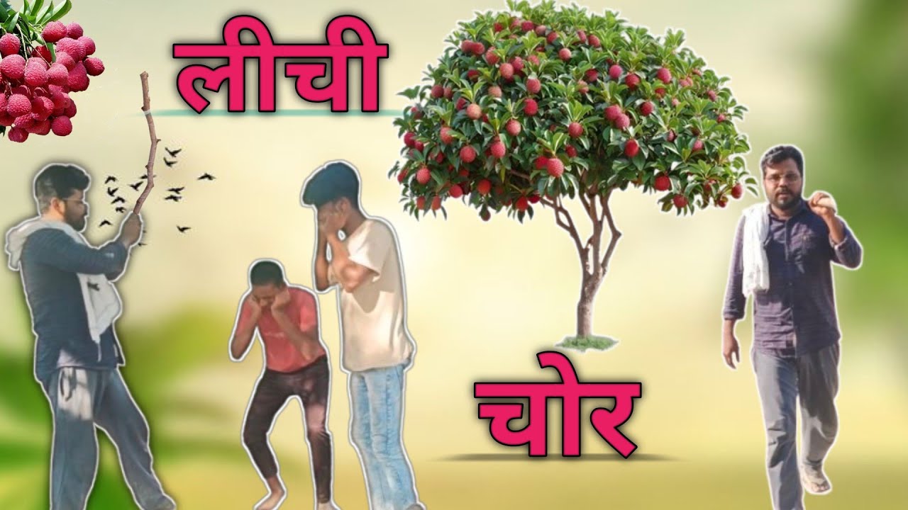 लीची चोर | Lichi chor | New full comedy video
