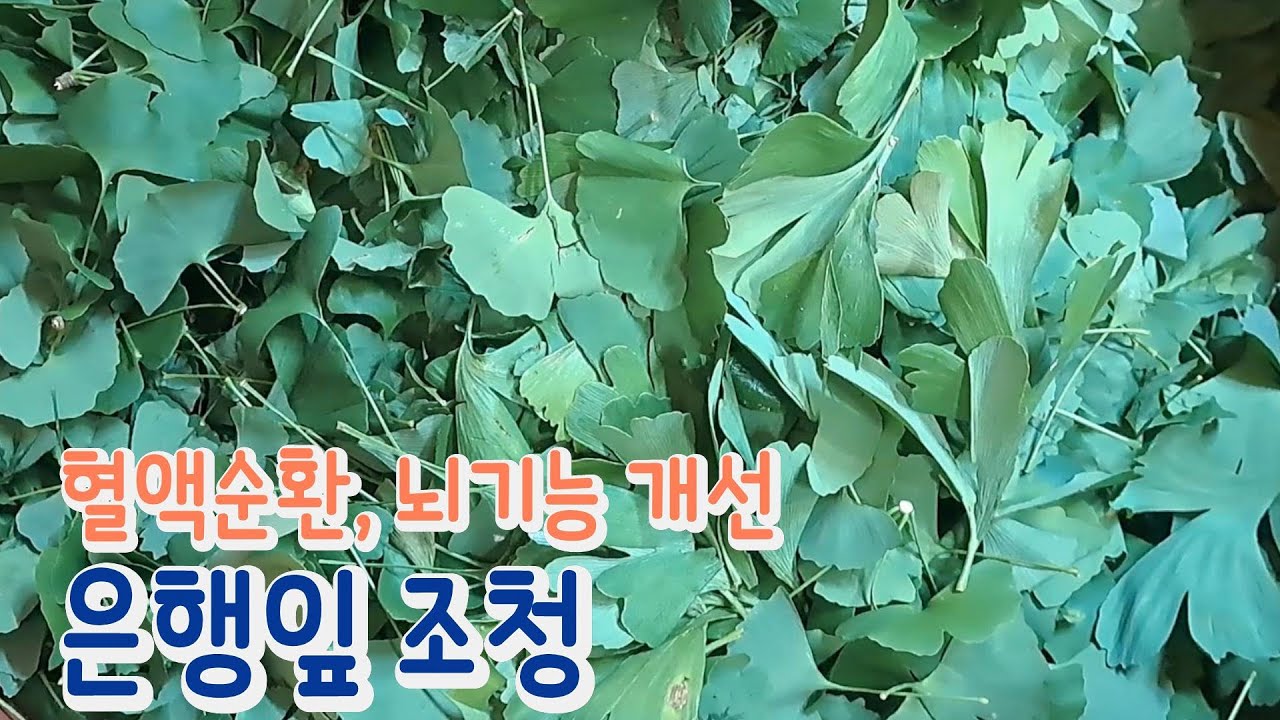치매 예방에 좋은 은행잎 이렇게 드셔보세요! 은행잎조청 담양 창평 슬로시티 약초밥상 산야초 명인 최금옥