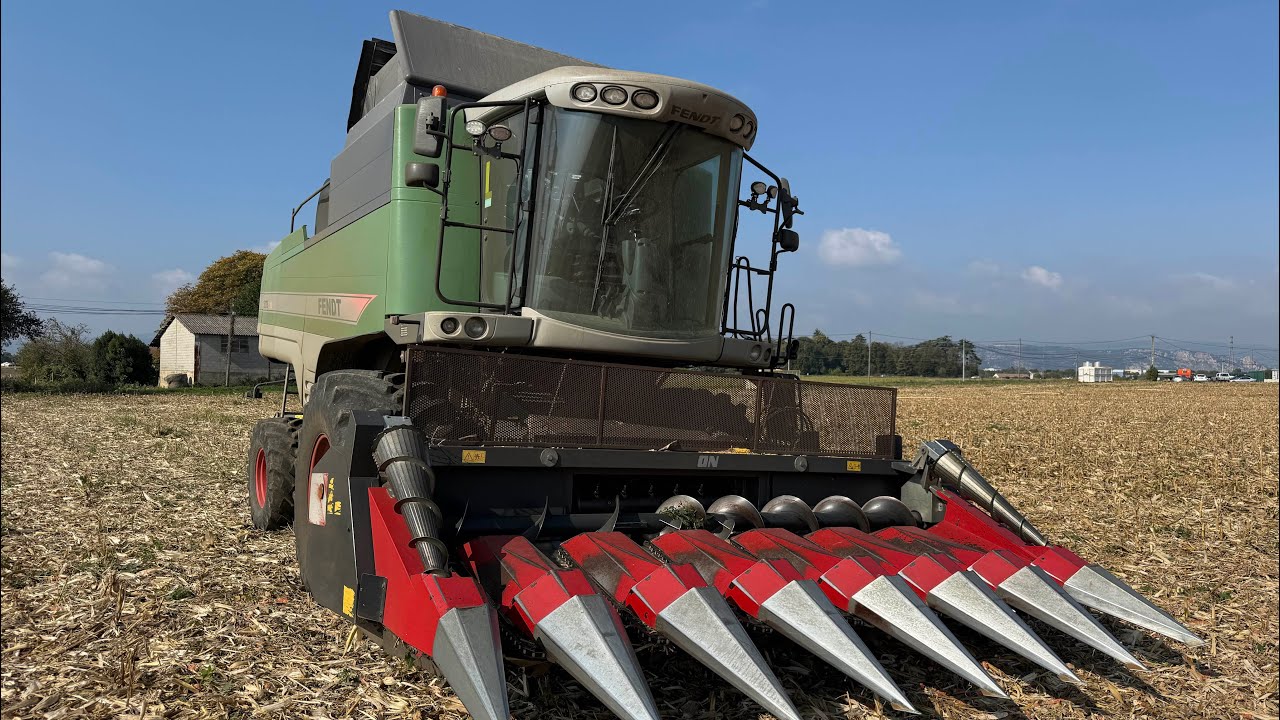 Récolte de nos Maïs bio non irrigués… (pas la bonne année pour faire ça apparemment)