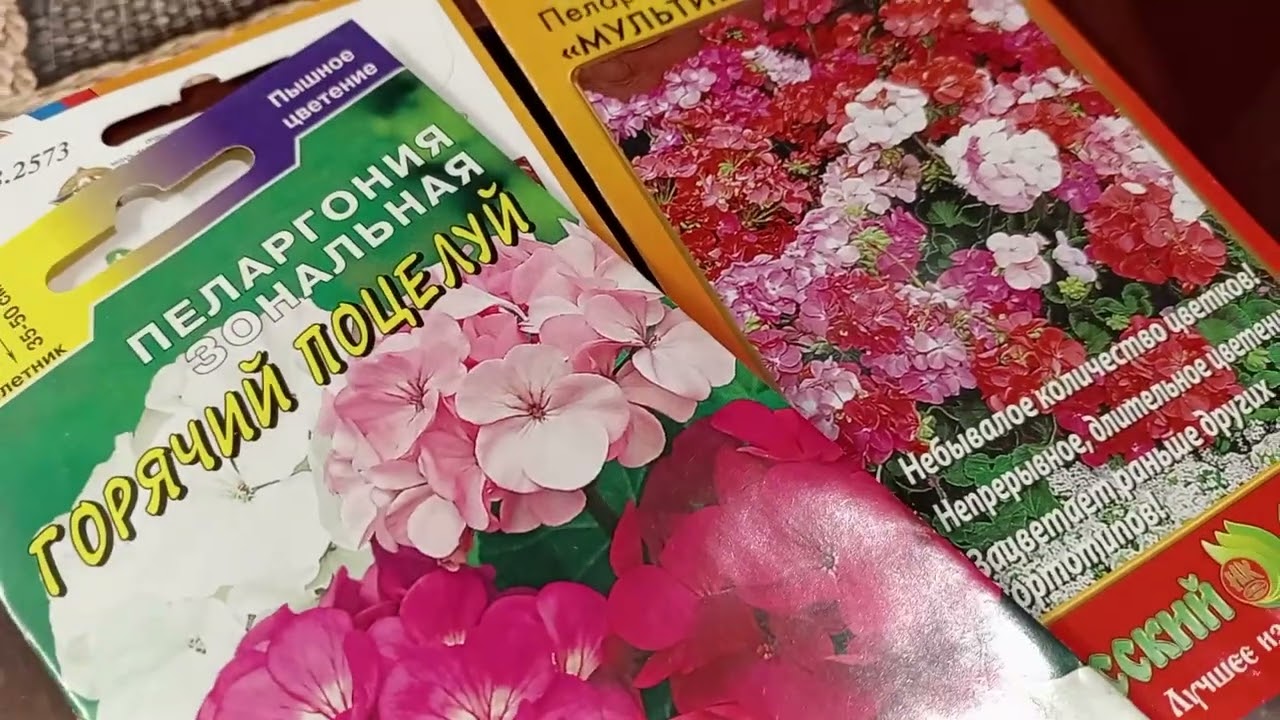 СЕЮ ПЕЛАРГОНИЮ ПЛЮЩЕЛИСТНУЮ.