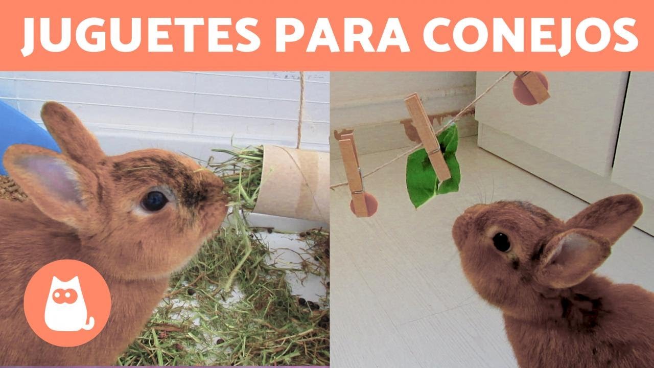 3 JUGUETES CASEROS para CONEJOS 🐰 Con Materiales Reciclados