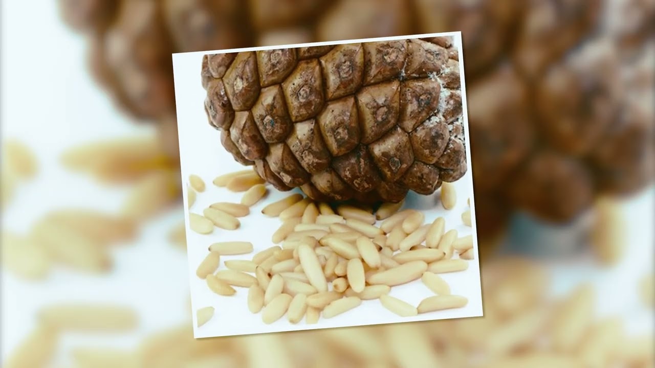 Beneficios del Piñón Ibérico:  PIÑONERA ALMONASTERENSE