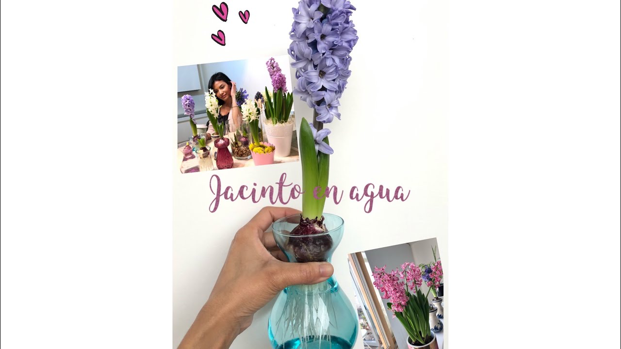COMO PLANTAR JACINTO EN AGUA