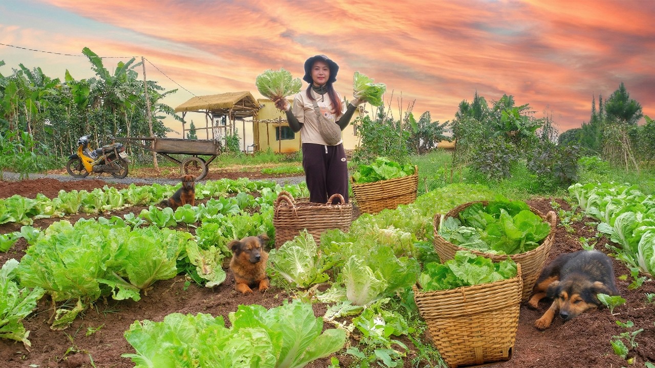 Harvest Napa Cabbage To Sell At The Market – Cook Delicious Dishes With Napa Cabbage –Garden