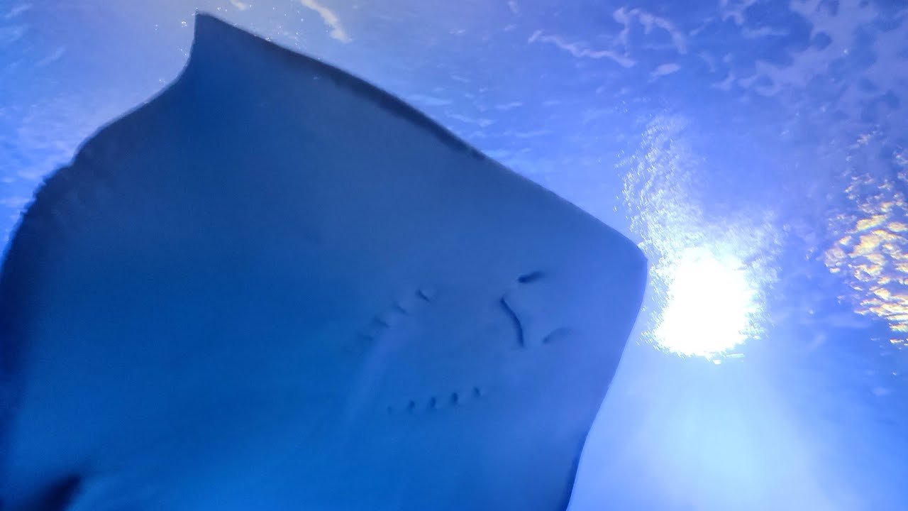 Ultimo Video Acquario Oceanogràfic Valencia
