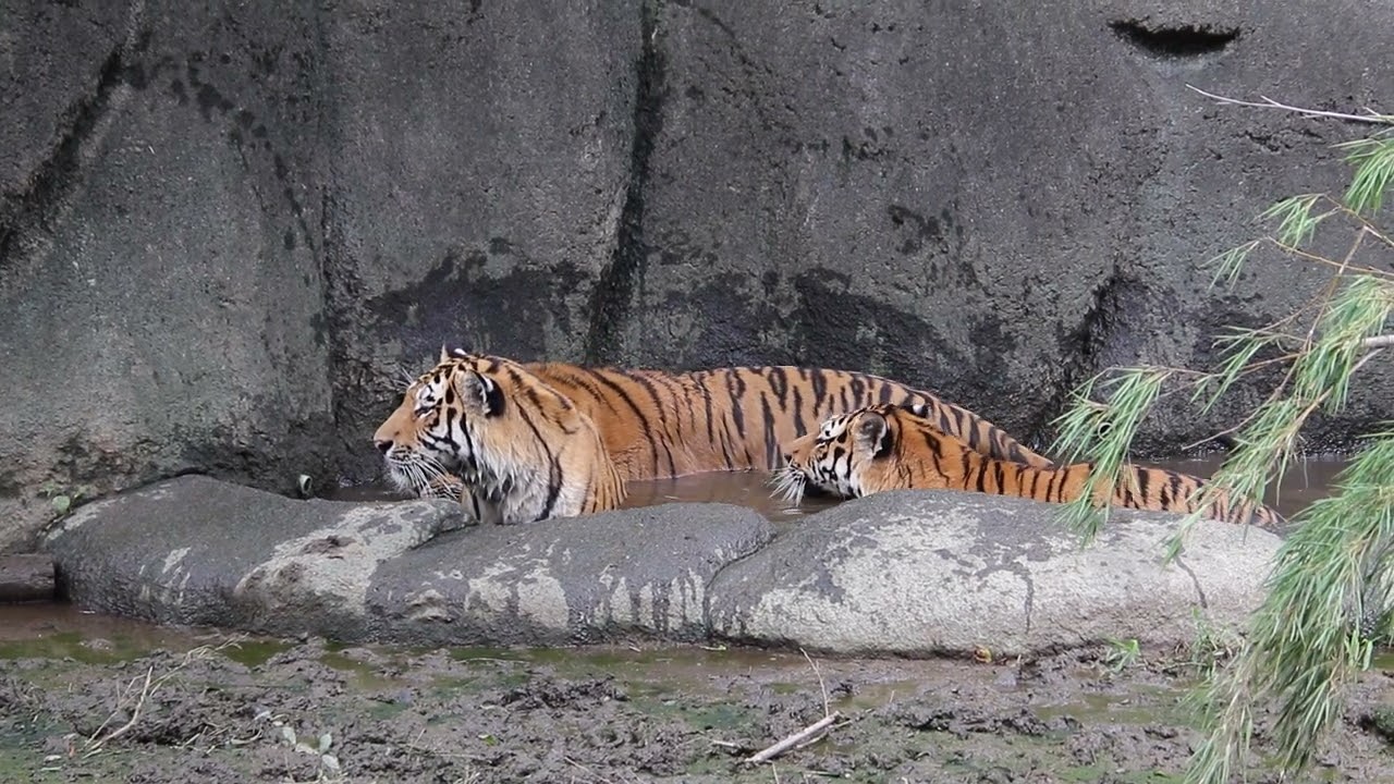 はまZOO アムールトラ ヒューイ トート アース 入水