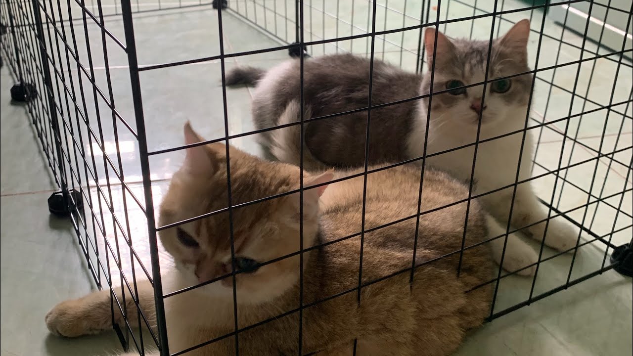 [Meow][250220] | MOONIE | TSUKI - ông thiết kế lồng kết hợp catree cho 2 đứa chơi