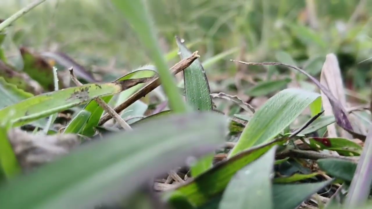 #vlog আজ তোমাদের আমাদের গ্ৰামের কিছু সবুজ ঘাসের হলুদ চাদোরে ঘরে শান্ত পরিবেশ প্রকৃতি ভিডিও 
