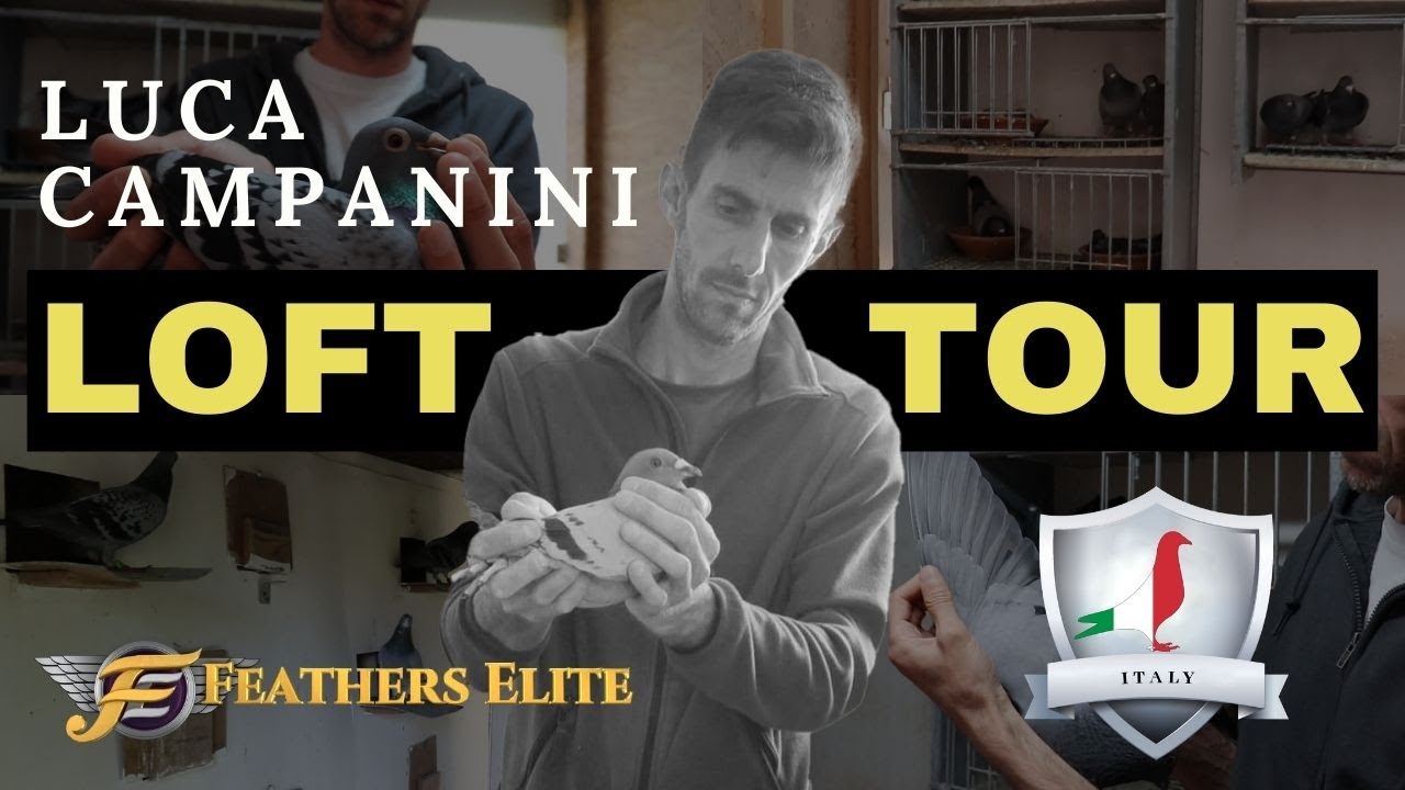 LUCA CAMPANINI-ITALY-PIGEON LOFT TOUR