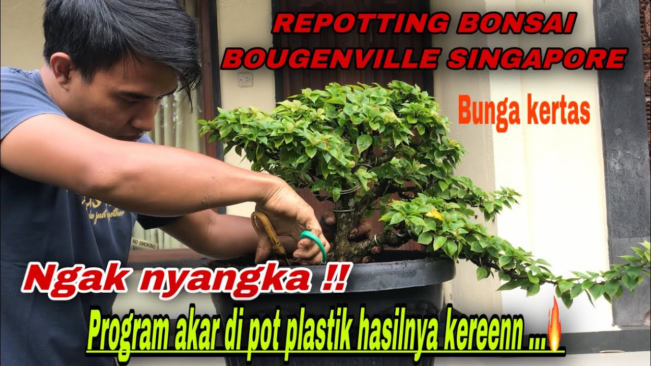 Repotting bonsai Bougenville Singapore hasil program akar di pot plastik !! Bunga kertas