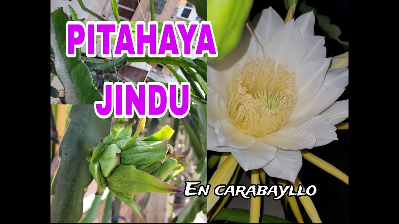 Pitahaya JINDU en carabayllo