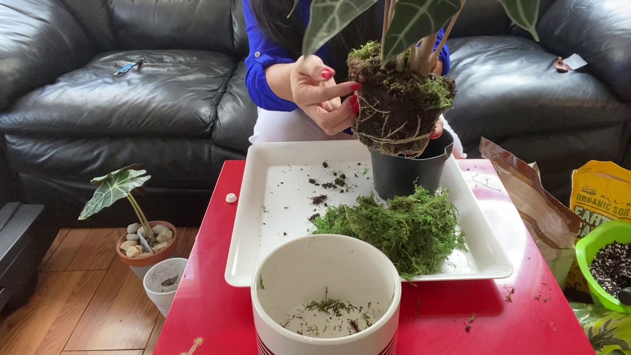 ALOCASIA OREJA DE ELEFANTE TRASPLANTE Y CUIDADOS🍀🌿🦋🏠