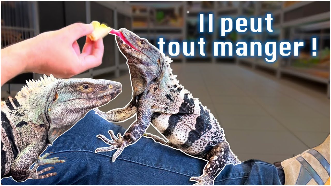 Cet iguane noir monstrueux est la vedette du magasin ! Spyro notre Ctenosaura similis