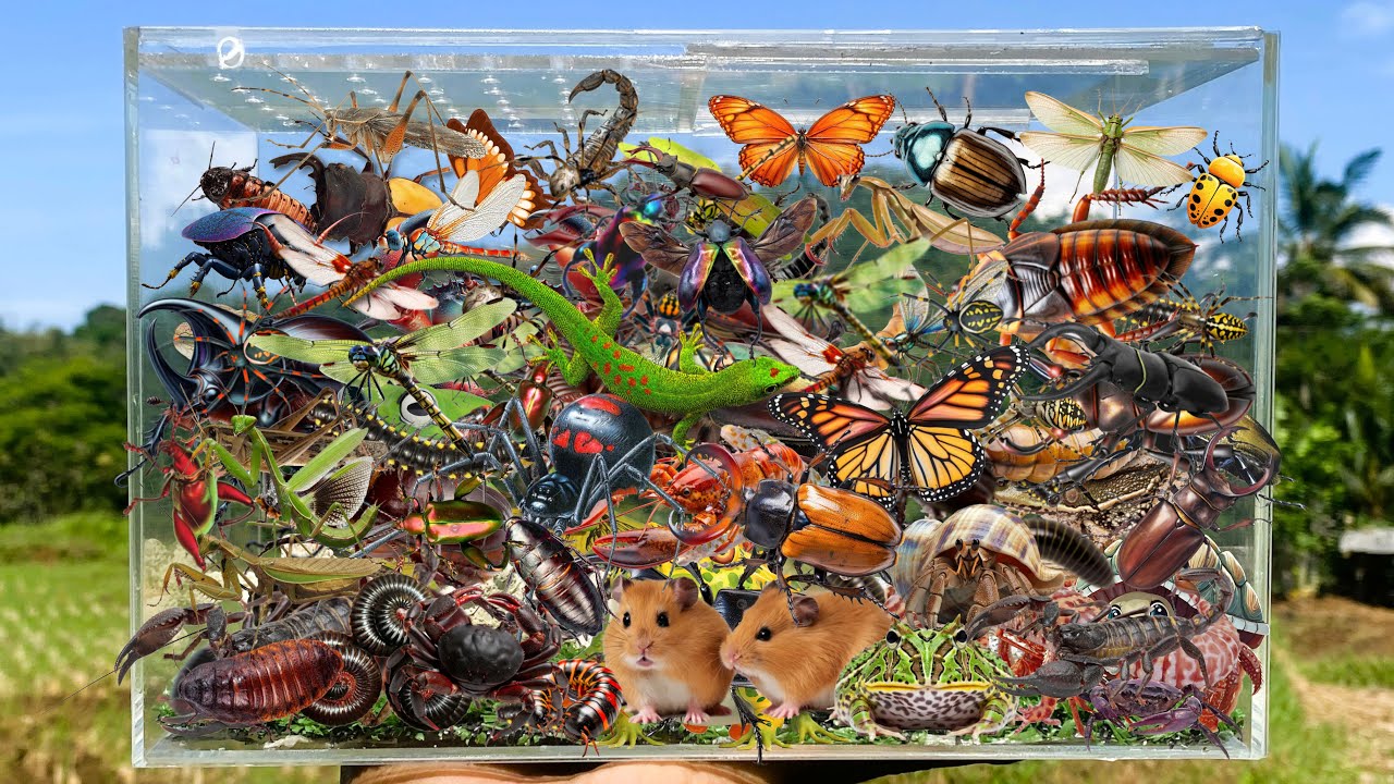 I searched for insects in the garden I got Butterfly Mantis, Grasshopper, Beetle, Ladybug, Millipede