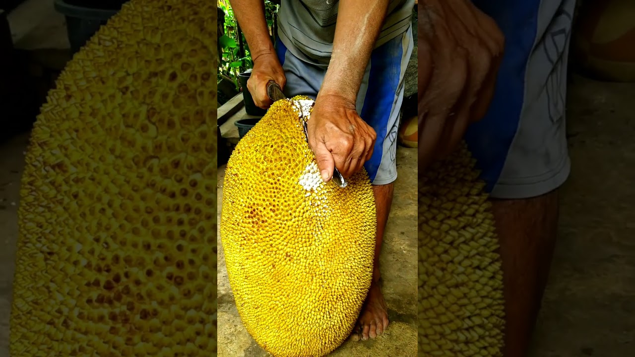 Such A Big Ripe Jackfruit! #youtubeshorts #warriorbrosfarms #shorts #jackfruit