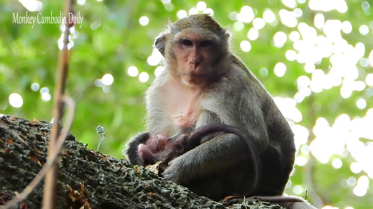 Monkey Casi’s Strength and Love: Carrying Her Two Little Ones Through Every Challenge