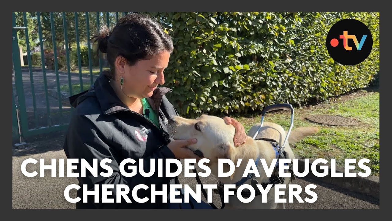 L'association pour les chiens guides d'aveugles cherche des volontaires