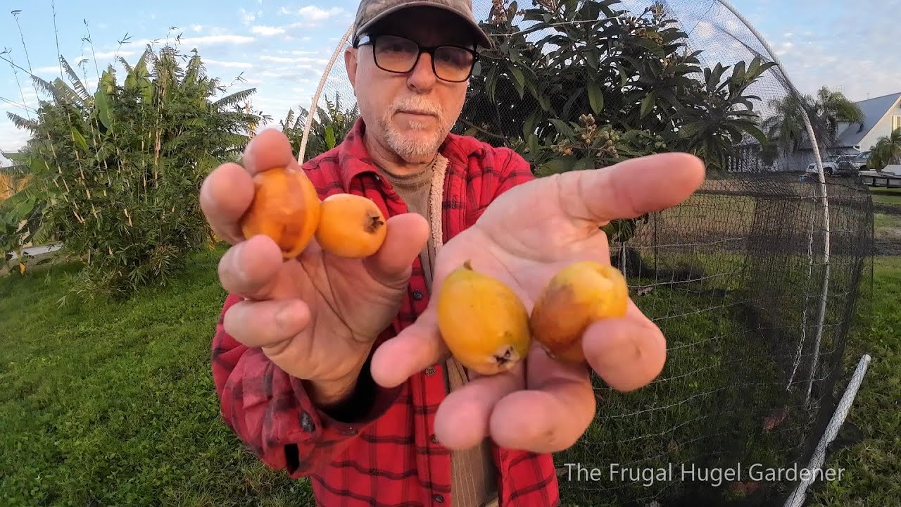 Harvesting Loquats, Why and How to Protect Your Fruit Trees from Birds and Squirrels.