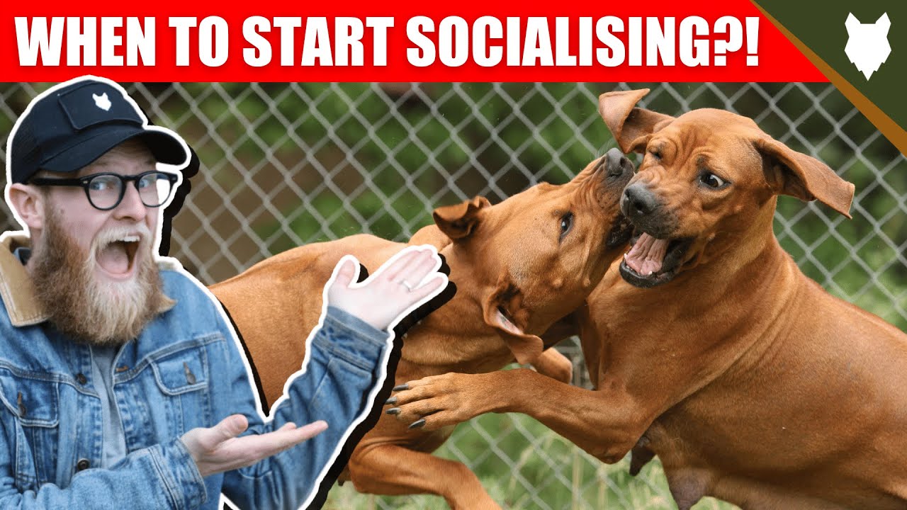 WHEN TO START SOCIALISING MY RIDGEBACK PUPPY