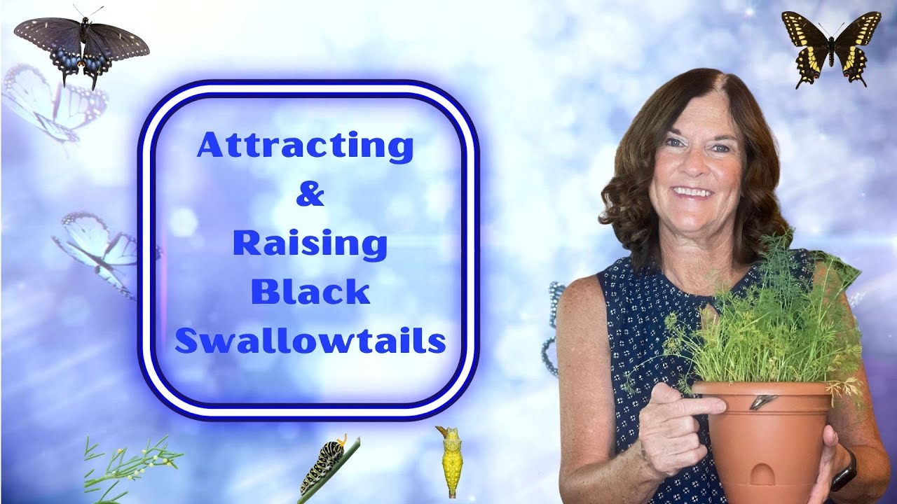 Attracting & Raising Black Swallowtails