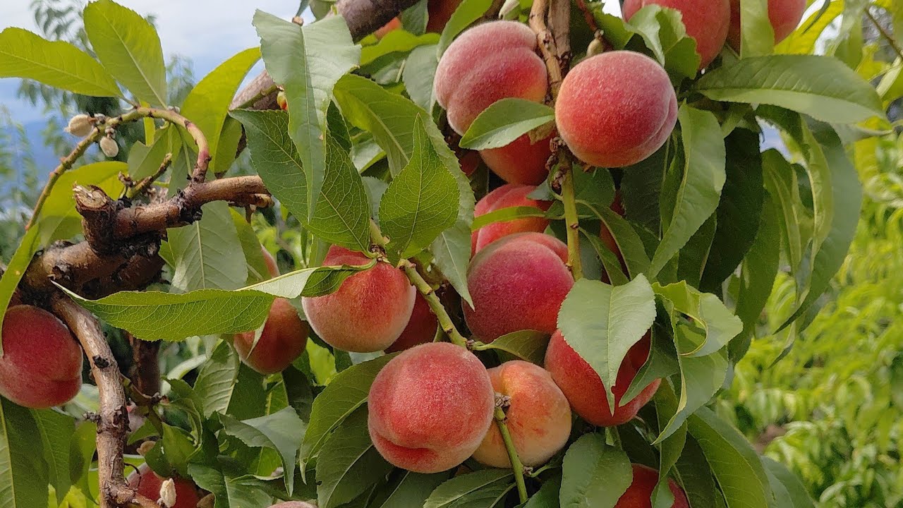 Our a Day Peach Orchard in Canada🇨🇦কানাডার পিচ  ফলের গ্রামে আমরা চলে আসলাম। গাছ থেকে ফল পেড়ে খাওয়া