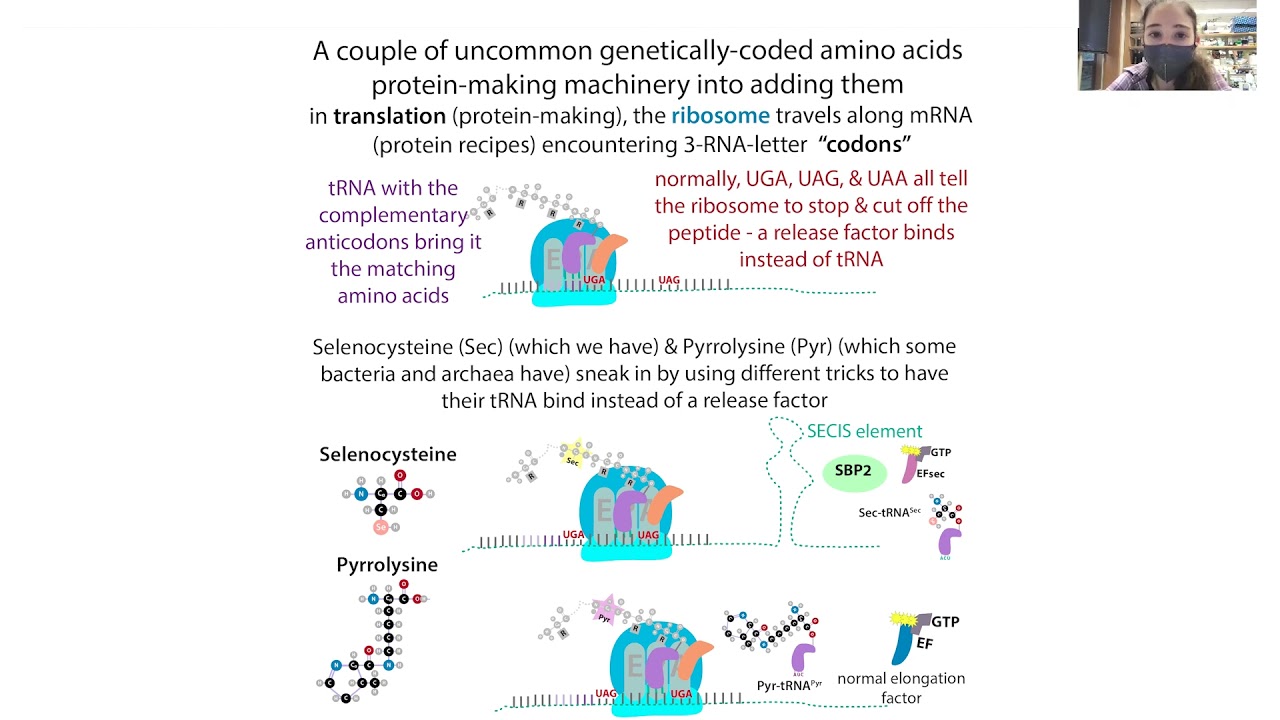Unnatural/non-canonical amino acid incorporation by 
