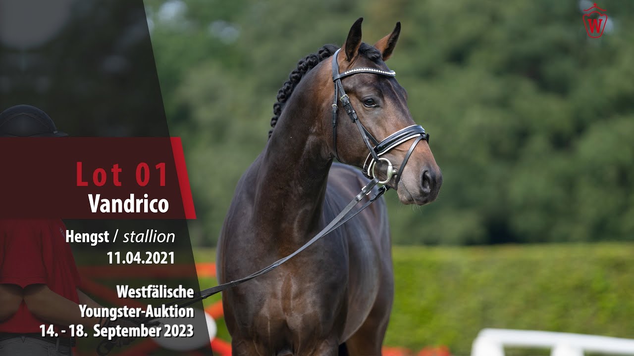 Youngster-Auktion Lot 01 Vandrico Hengst v. Vaderland - Limes
