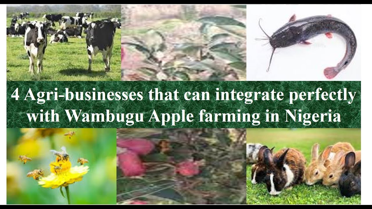 4 Agri-businesses you can integrate perfectly with Wambugu Apple farming in Nigeria