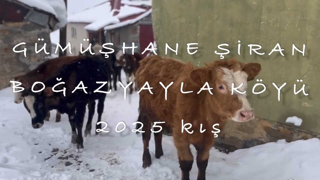 Boğazyayla köyü kış videosu