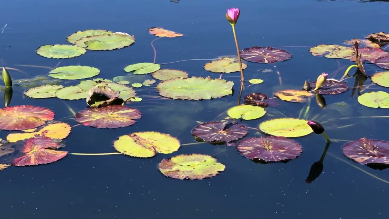 Painting Waterlilies in San Angelo