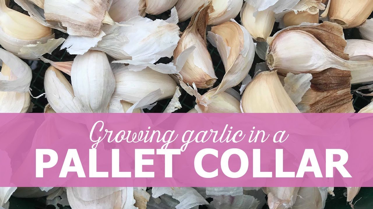 Growing garlic in a pallet collar