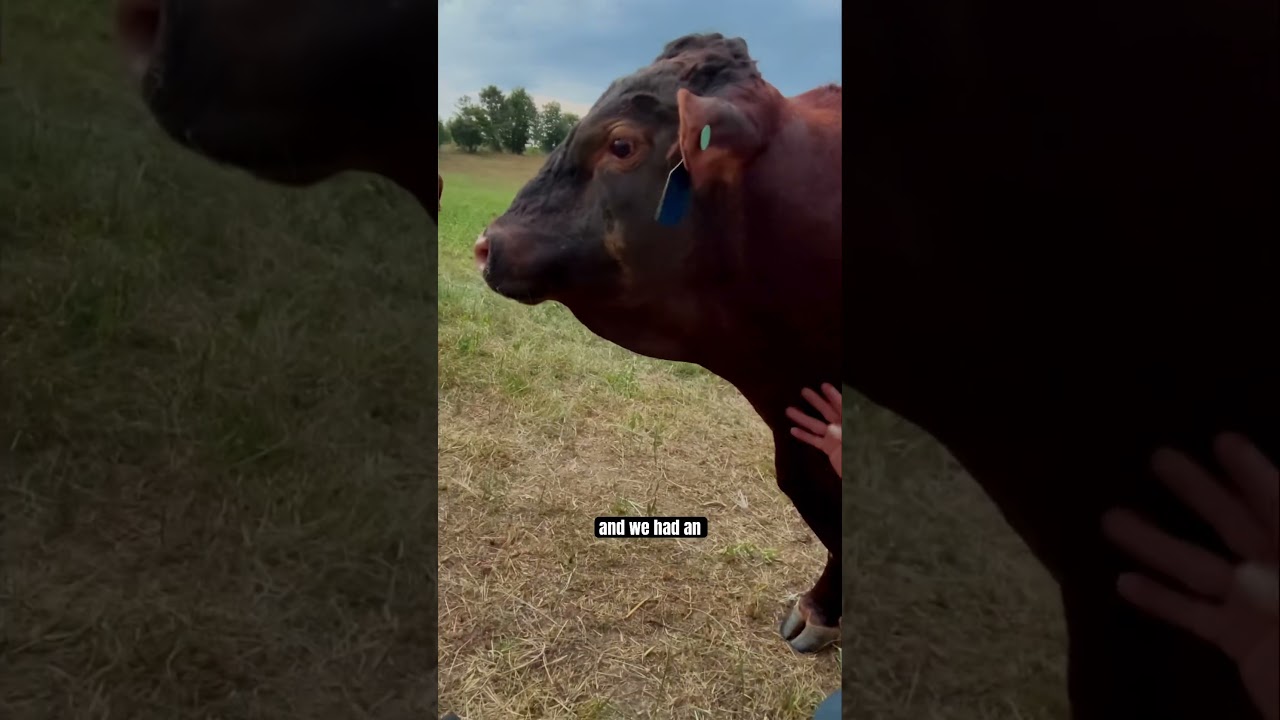 Our cows aren't just livestock-they're family. Here's why they're basically pets! #Cows #cattle