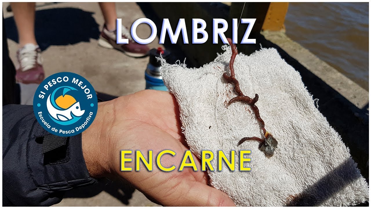 LOMBRIZ ENCARNE ganador !!!