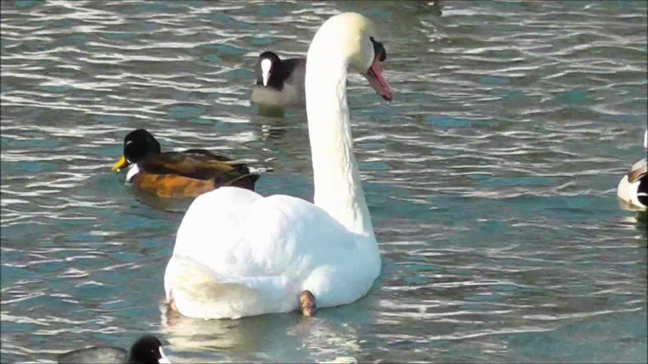 Swan Lake: Fulda River - Kassel, Germany - February 2012