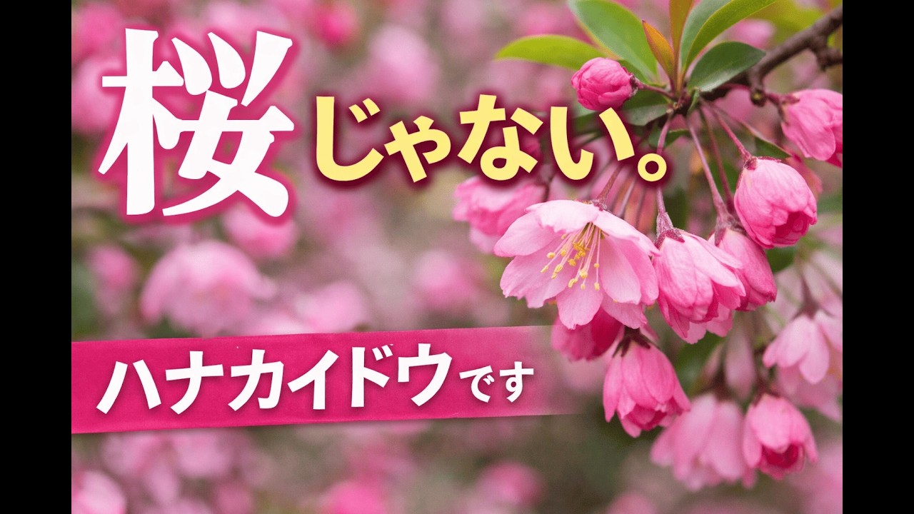 ハナカイドウ（花海棠）　#春の花