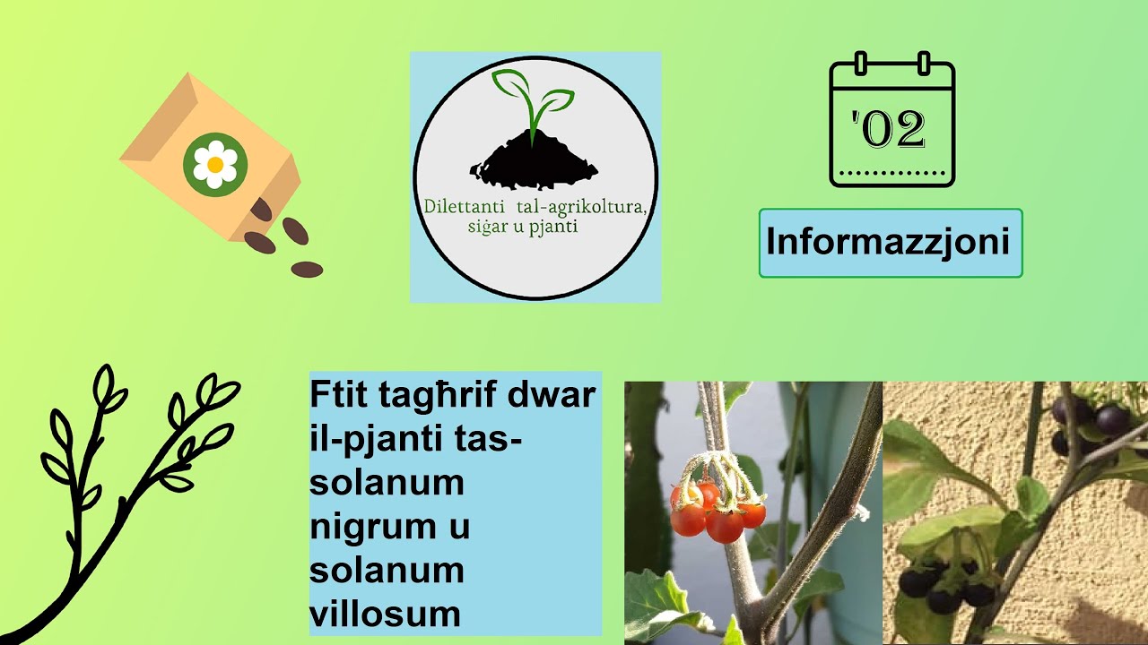 Ftit tagħrif dwar il- pjanti tas-solanum nigrum u solanum villosum