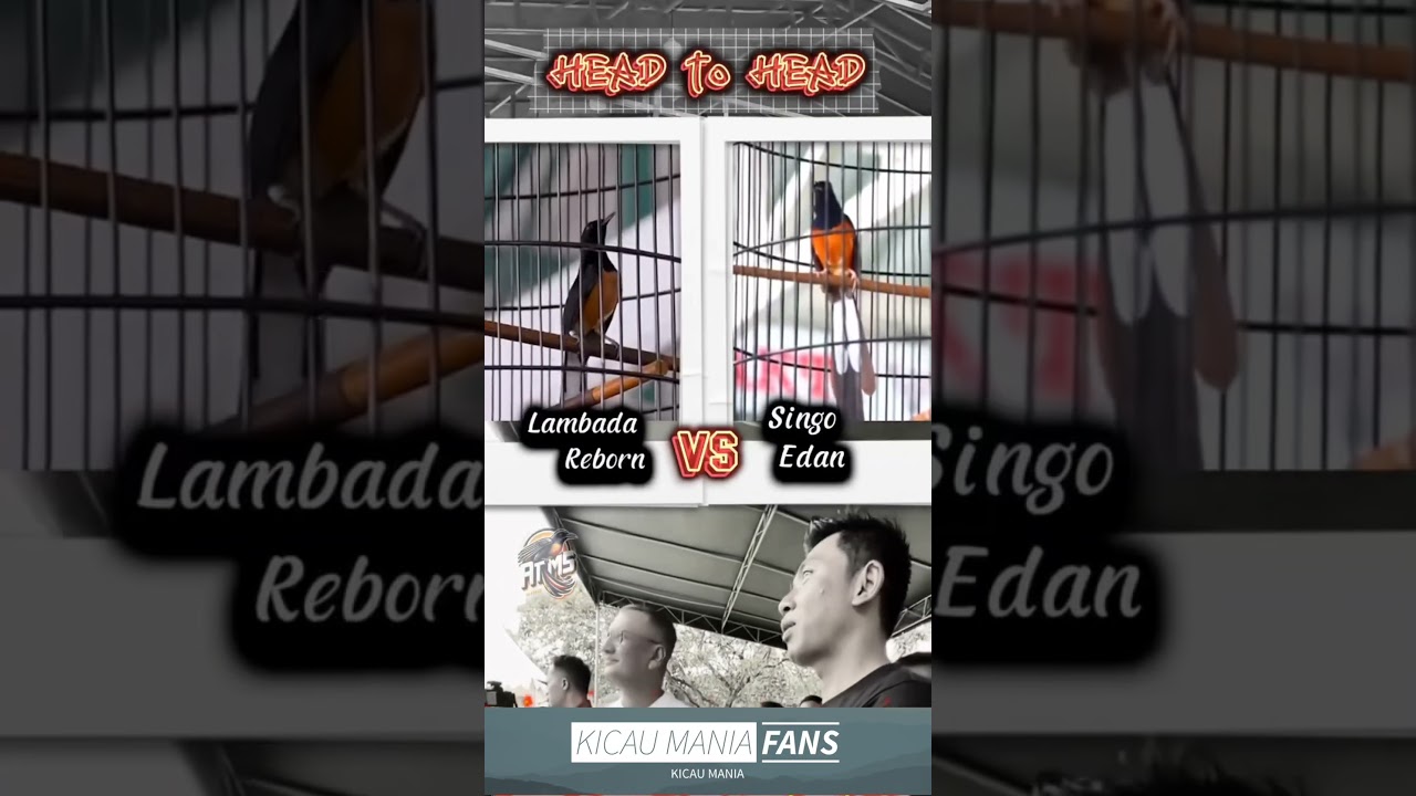 lambada reborn vs singo edan !!!